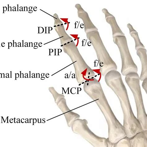 index finger anatomy.